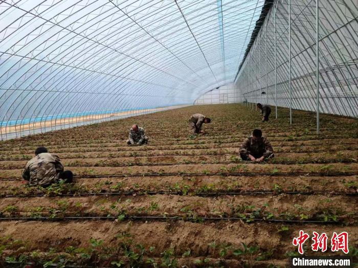 今年以来，襄垣县上马乡抓住反季水果市场走俏机遇，积极调整产业结构，变传统种植为现代特色农业种植，以“合作社+专业合作社+农户”的经营方式，发展草莓种植产业，建设高标准大棚36架，种植面积达85.56亩。　贾霄星 摄